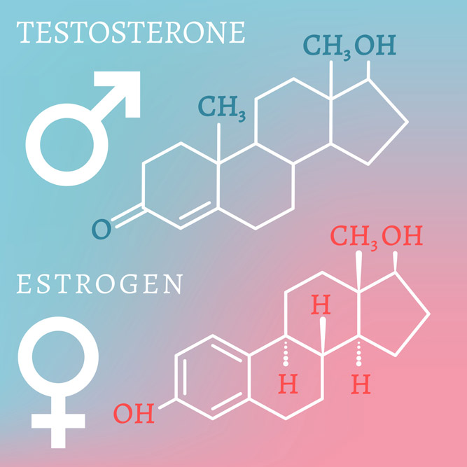 Bioidente Hormontherapie in Wien Mitte | Praxis TCM Wien Mitte | Abbildung von Molekülkette Testosterone und Estrogen